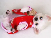 https://playallgames.online/game/lovely-puppy-slide