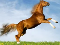 https://playallgames.online/game/horse-slide