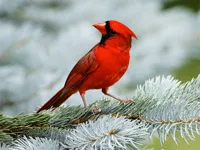 https://playallgames.online/game/birds-puzzle