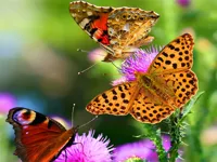 https://playallgames.online/game/butterfly-slide