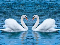 https://playallgames.online/game/swans-slide