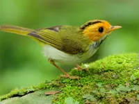 https://playallgames.online/game/birds-slide